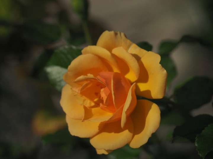Pb094204