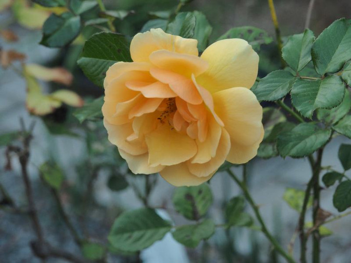 Pb114355