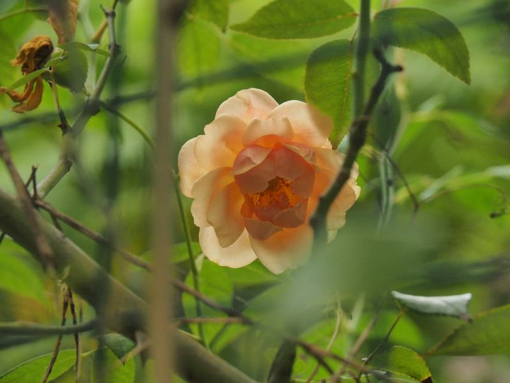 Pb124374