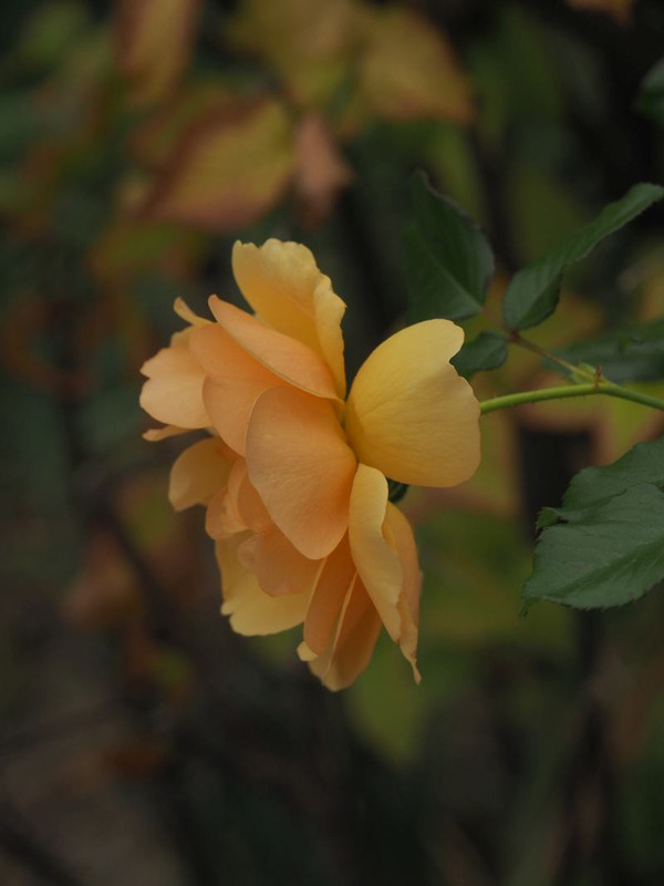 Pb124375