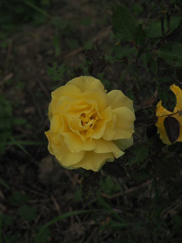 Pb124383