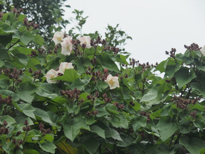 Pb134399