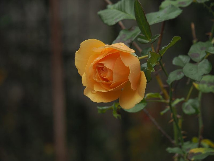 Pb224512