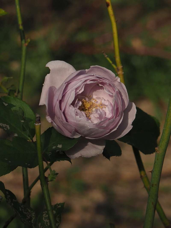 Pb300095