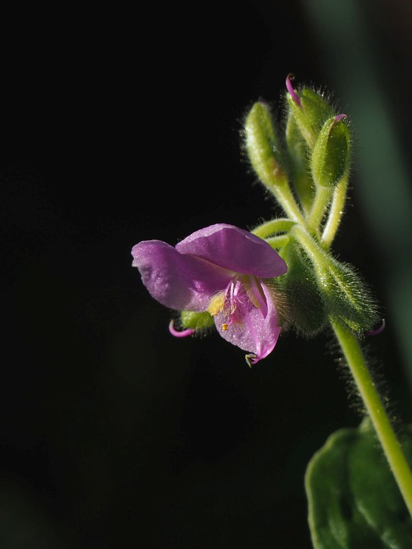 Pc040147