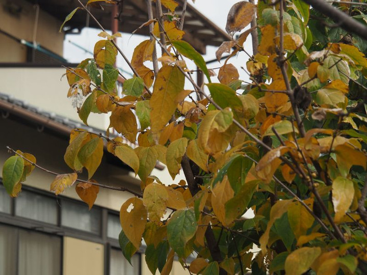Pc050183