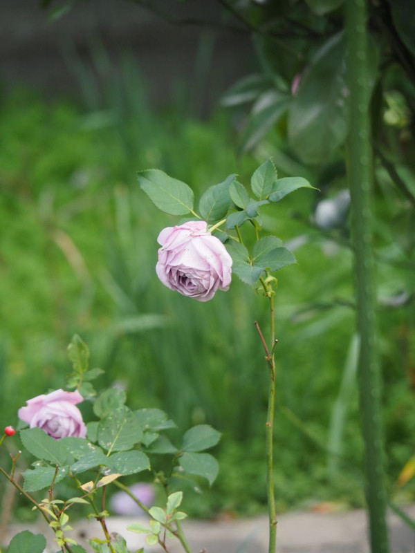 Pc070199