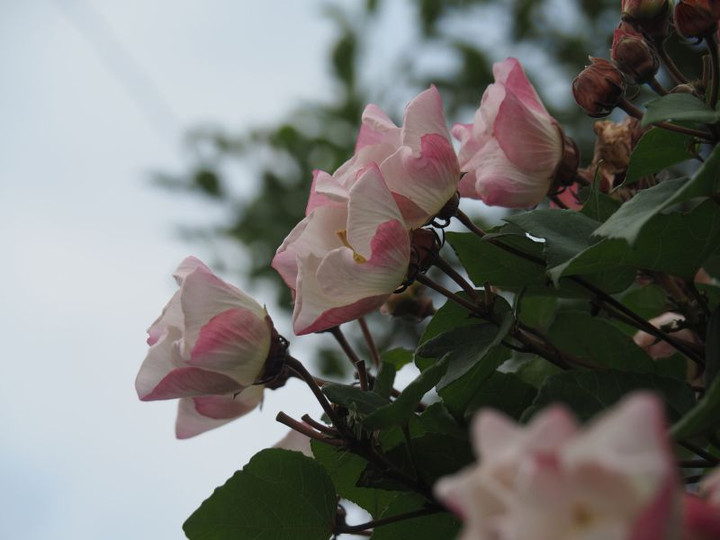 Pc070206