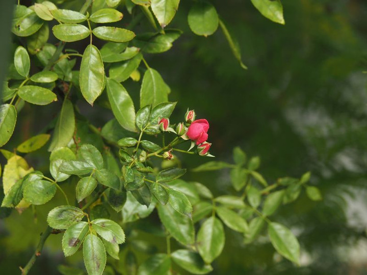 Pc080230