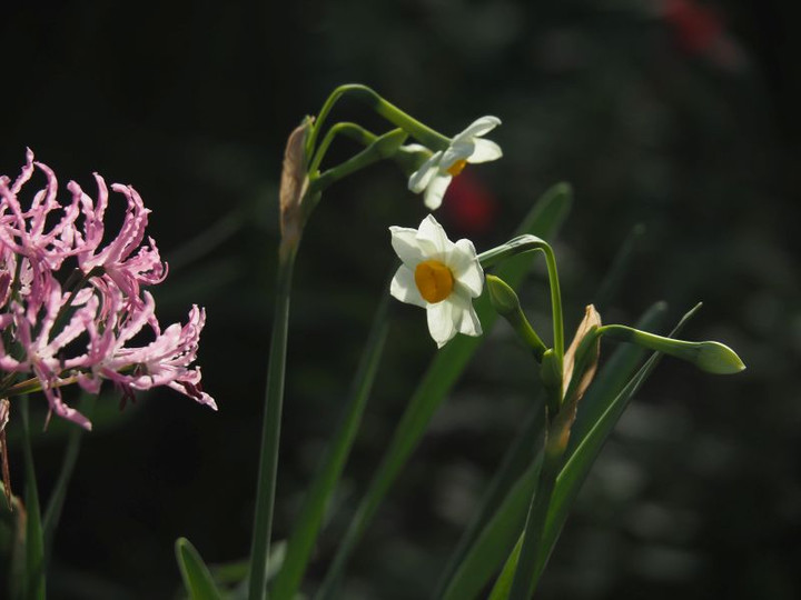 Pc080235