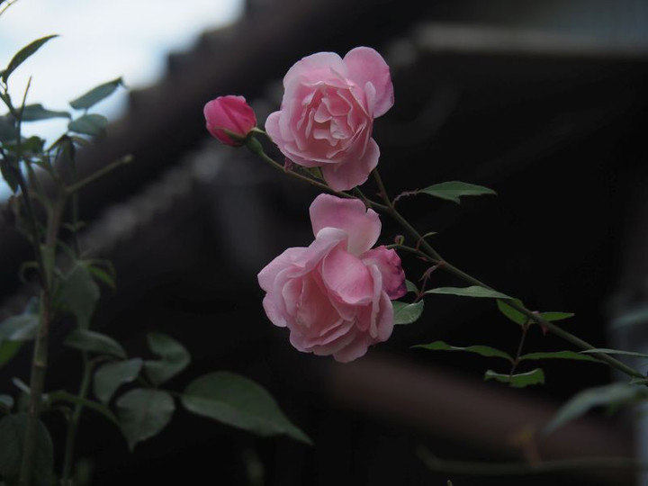Pc080245