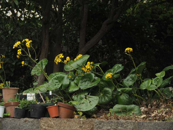 Pc100453