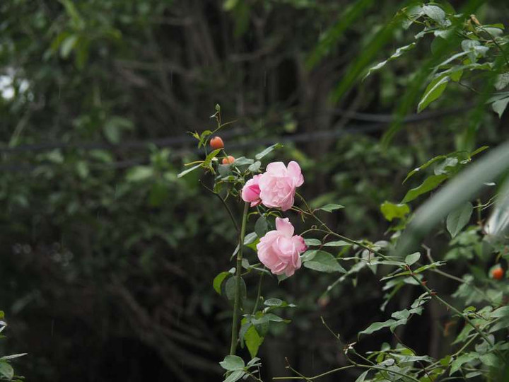 Pc110464