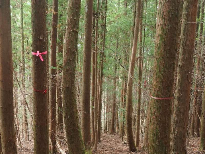 Pc020292jinnjyahenomiti