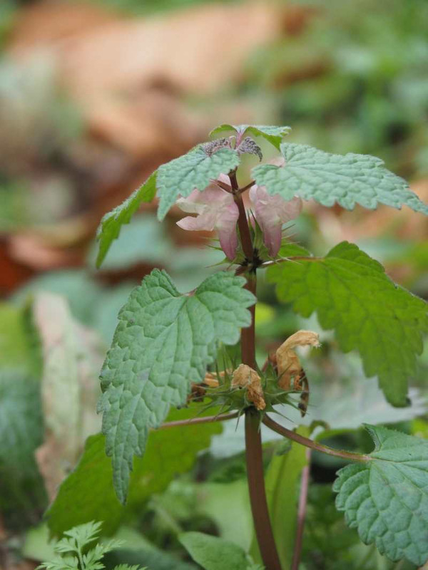 P1060960