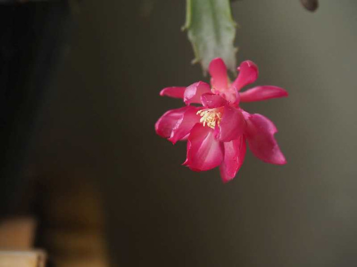 P1100818