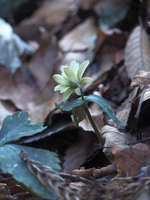 P1191102yukiwariitige_usirosugata