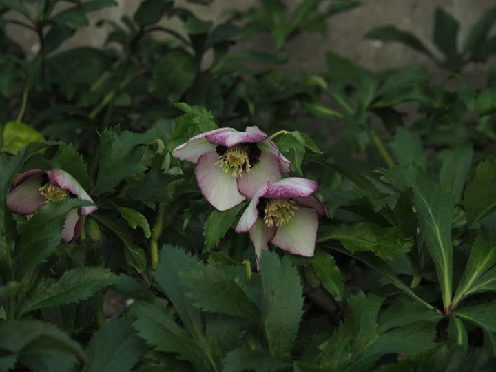 P1231178
