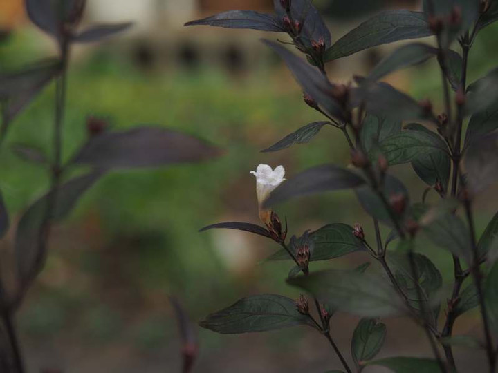 P1290013