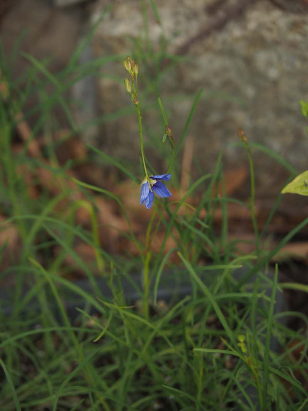 P1290015