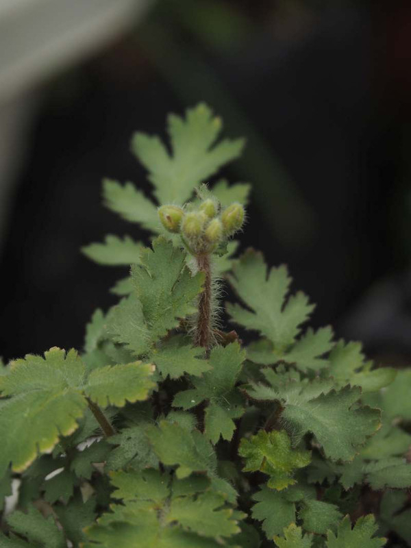 P2010046