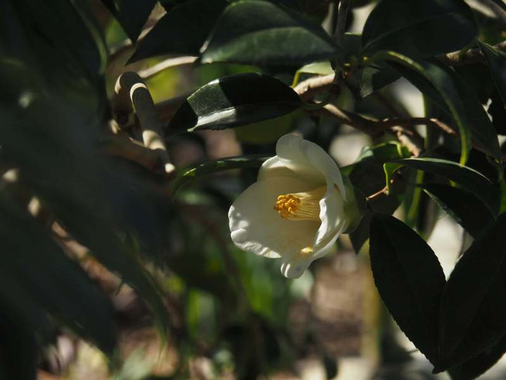 P2050088