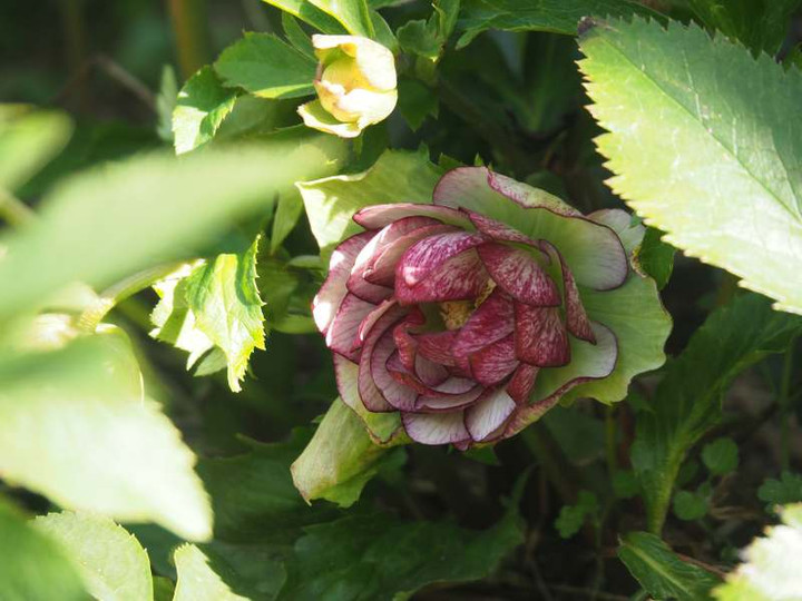 P2050091