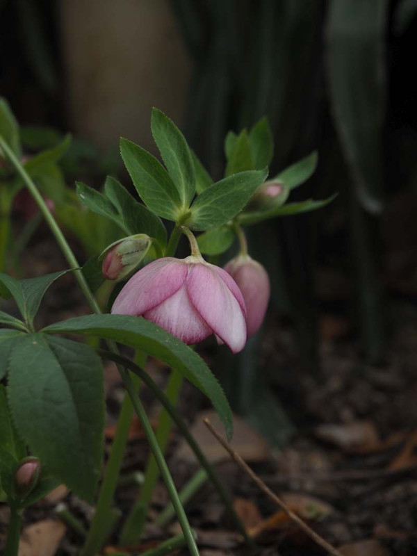 P2050099
