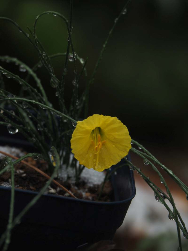P2110352