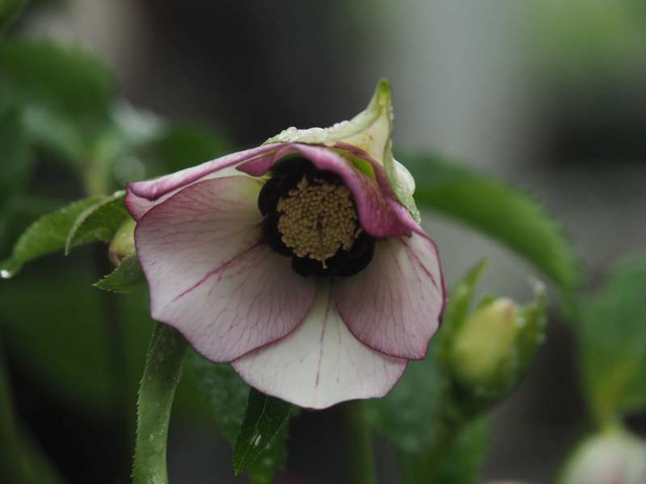 P2110354
