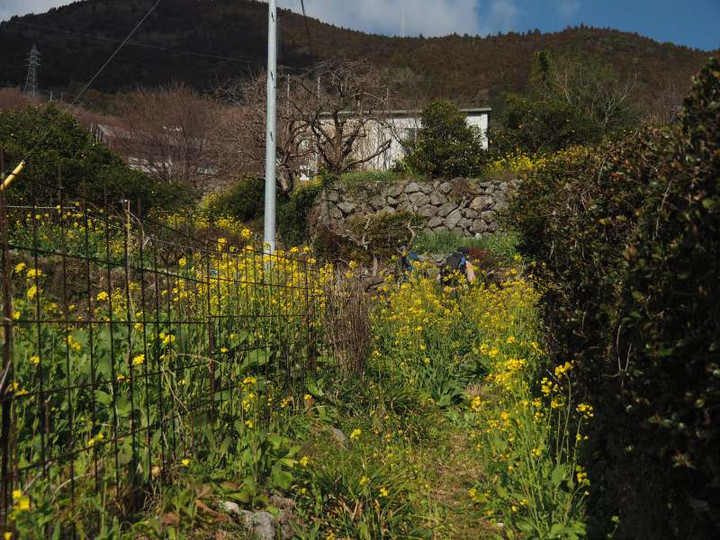 P2100146nanohananonakawonoboru