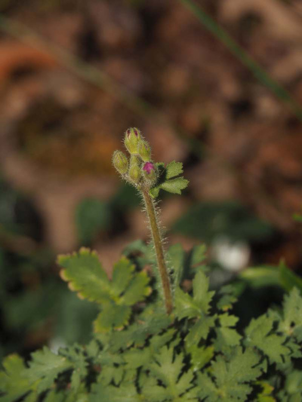 P2120368