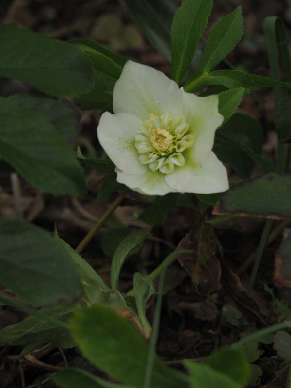 P2140440