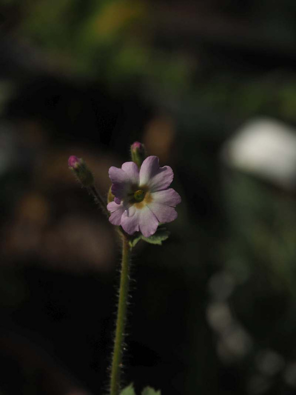 P2180575
