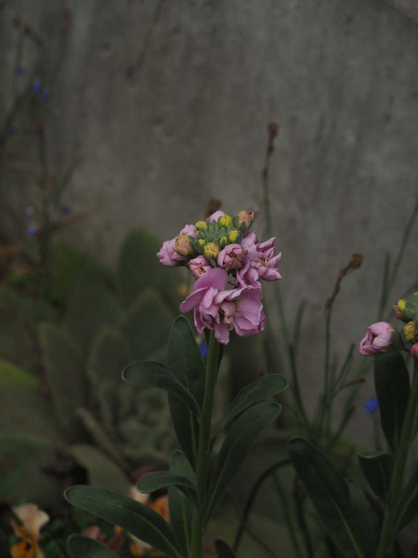 P2271010su