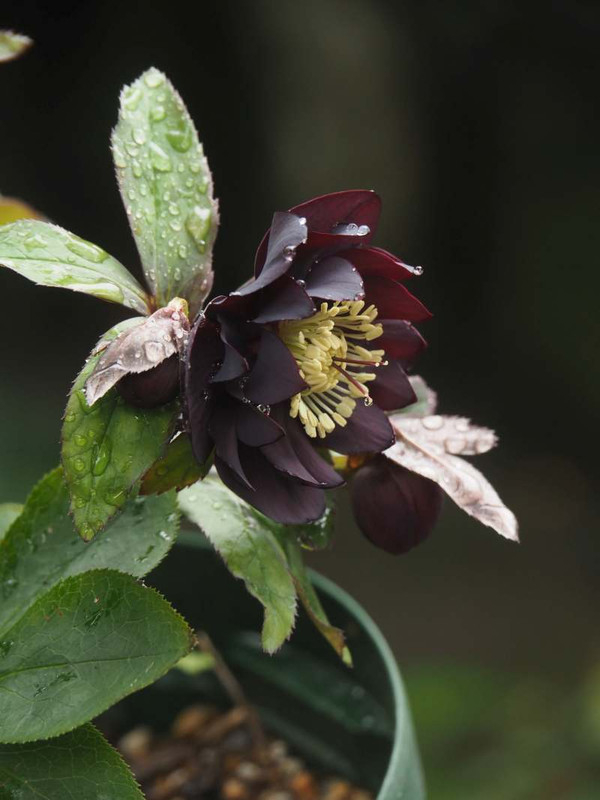 P3041299