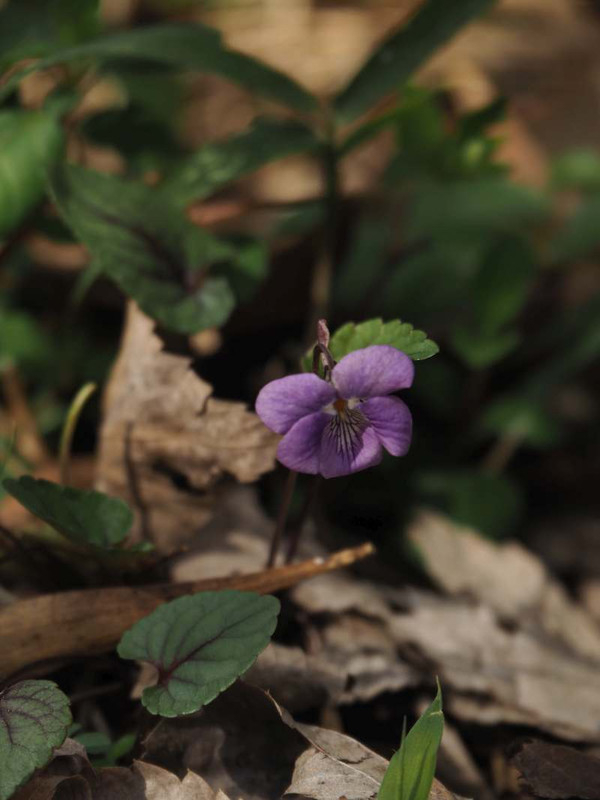 P3161828