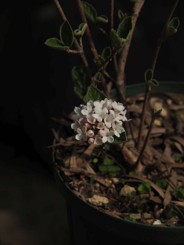 P3272885