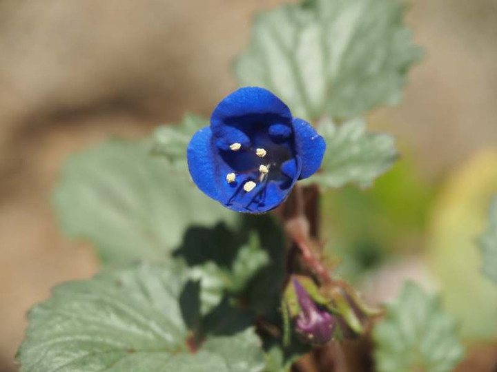 P4033387