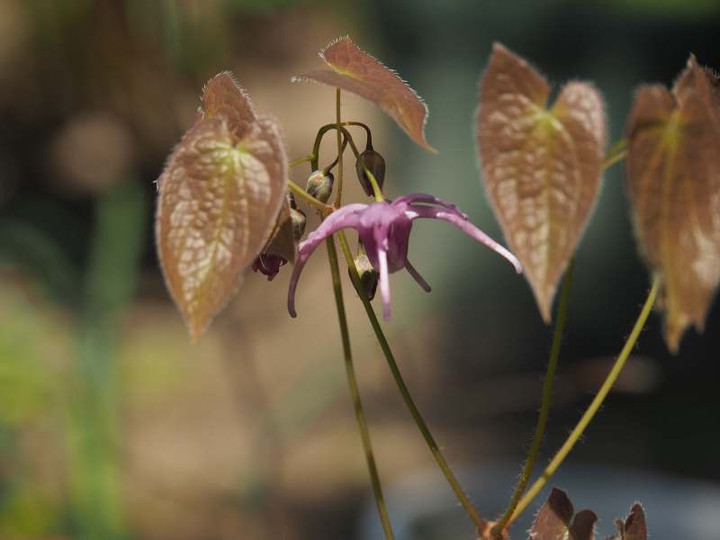 P4033391