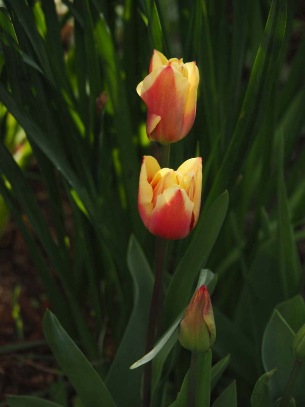 P4053728