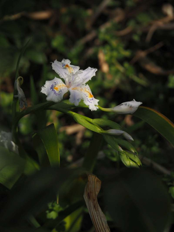 P4053733