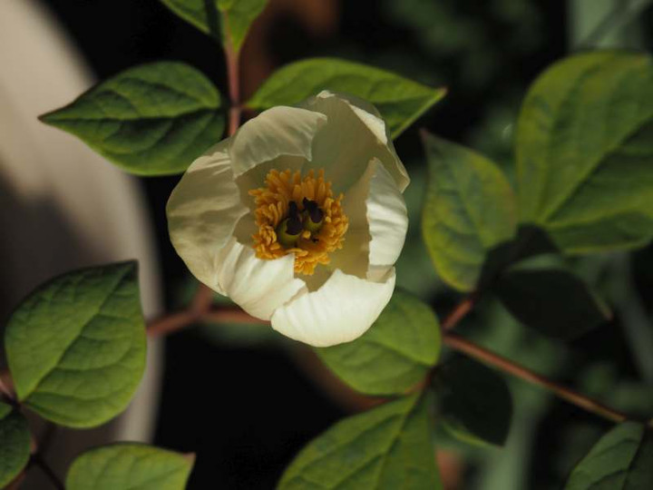 P4053736