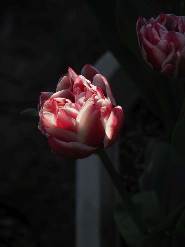 P4053738