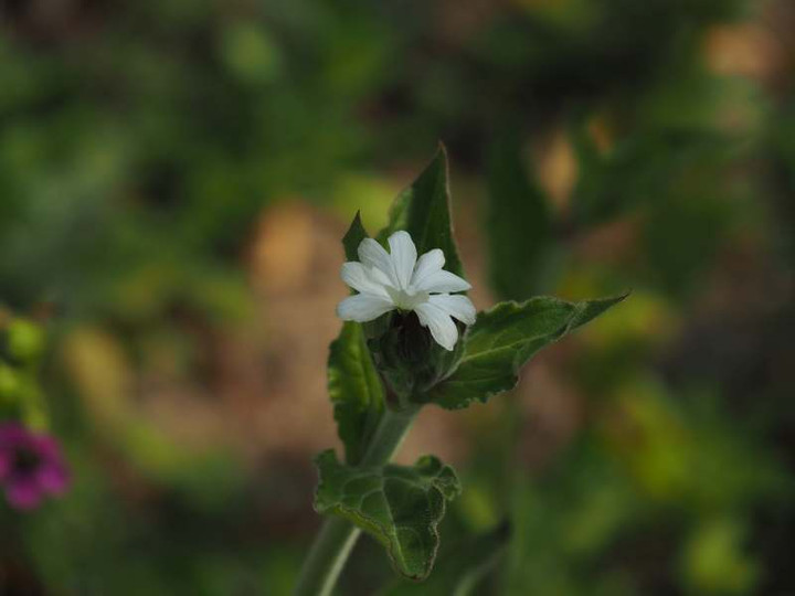 P4074070