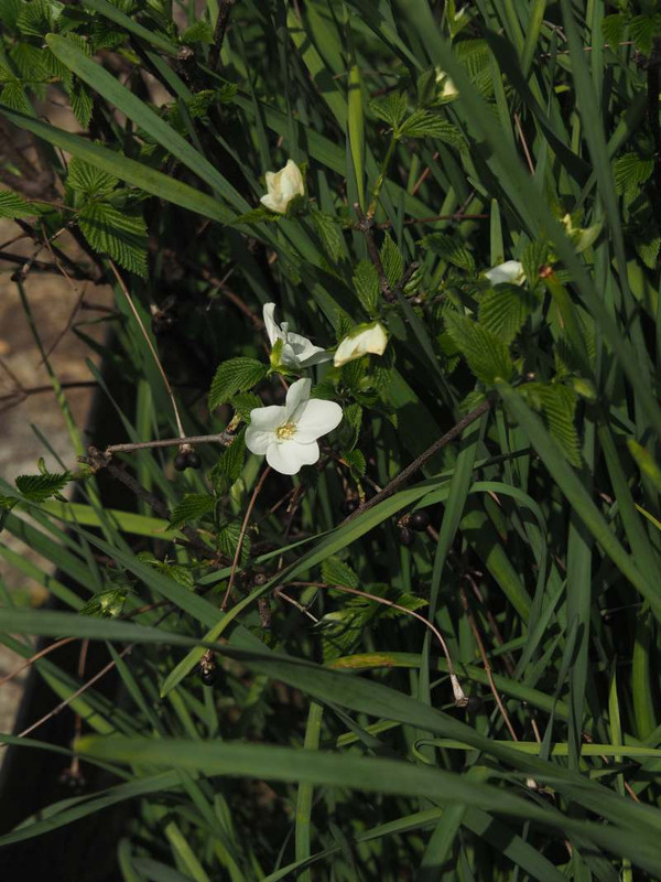 P4074077