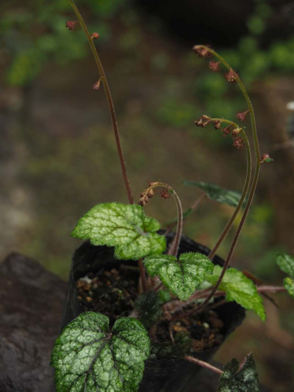 P4104234