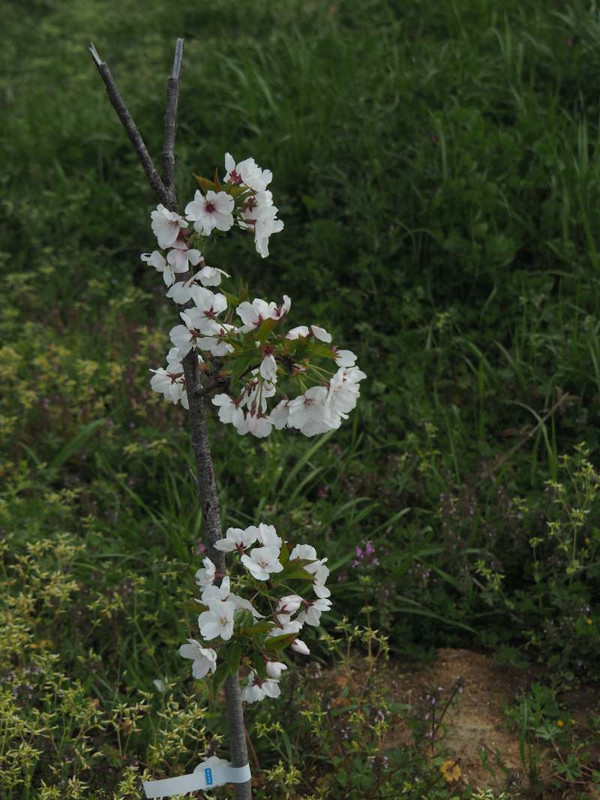 P4114291