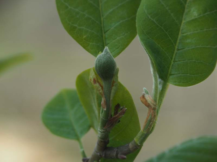 P4124305