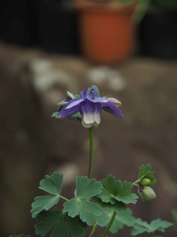 P4144791